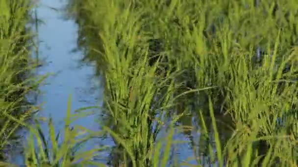 Japão Campo Arroz Paisagem — Vídeo de Stock