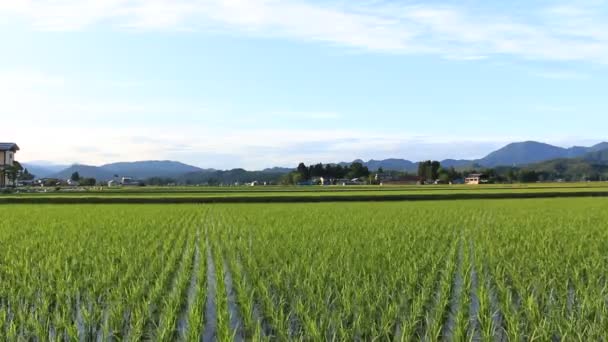 Japan Rijst Veld Landschap — Stockvideo
