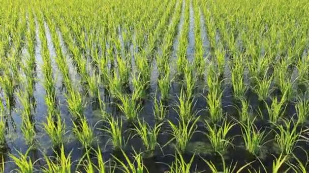 Japanische Reisfeldlandschaft — Stockvideo