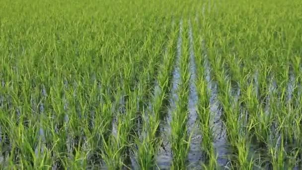 Japón Arroz Campo Paisaje — Vídeo de stock