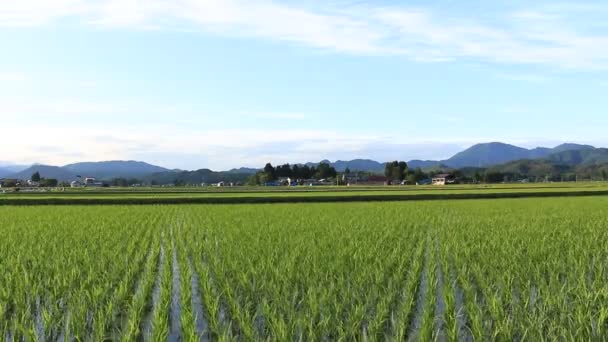 Ιαπωνία Ρύζι Πεδίο Τοπίο — Αρχείο Βίντεο
