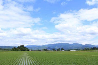 Japonya pirinç alan manzara