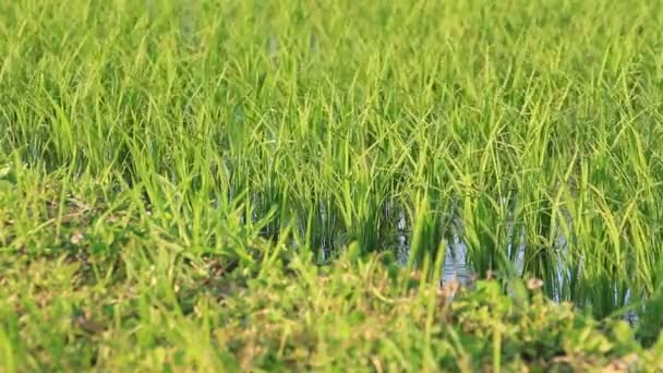 Japan Rice Field Landscape — Stock Video