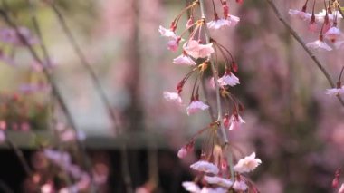kiraz çiçekleri Kakunodate Japonya