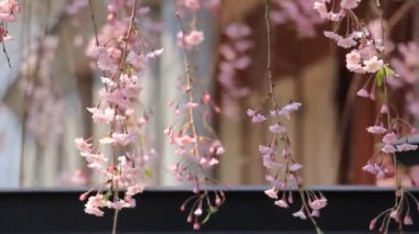 kiraz çiçekleri Kakunodate Japonya