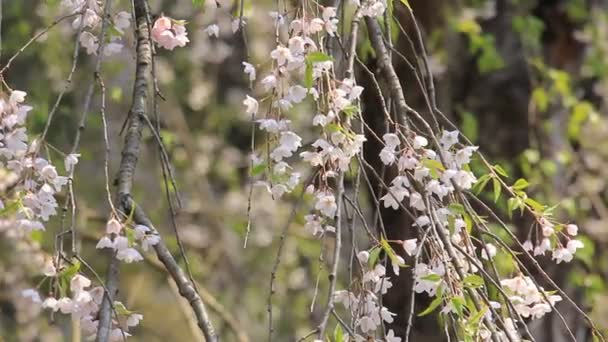 Třešňové Květy Kakunodate Japonsko — Stock video