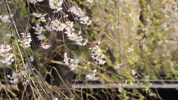 Fiori Ciliegio Kakunodate Giappone — Video Stock