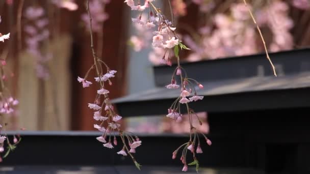 Cseresznyevirágzás Japánban Kakunodate — Stock videók