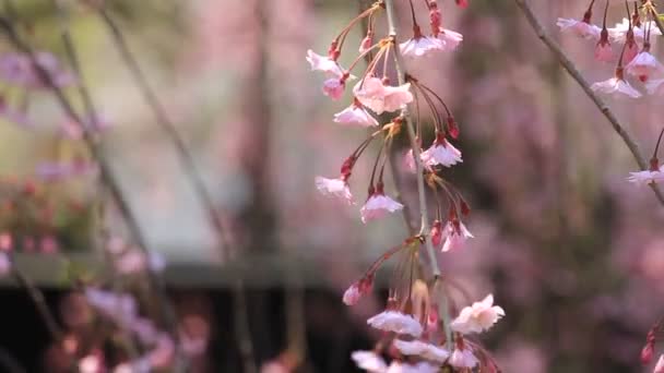 Ανθισμένες Κερασιές Kakunodate Ιαπωνία — Αρχείο Βίντεο
