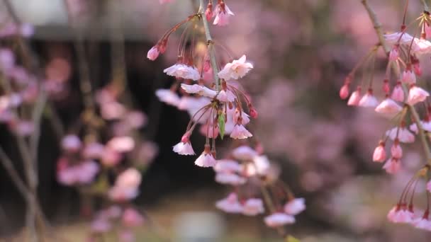 Cherry Blossoms Kakunodate Japan — Stock Video