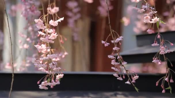 Körsbärsblommorna Kakunodate Japan — Stockvideo