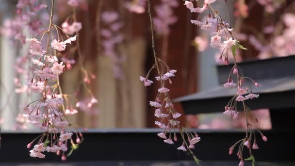 Třešňové Květy Kakunodate Japonsko — Stock video