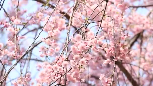 Flor Cerezo Kakunodate Japón — Vídeo de stock