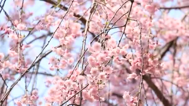 Cseresznyevirág Japán Kakunodate — Stock videók