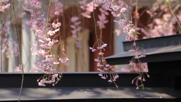 Körsbärsblommorna Kakunodate Japan — Stockvideo