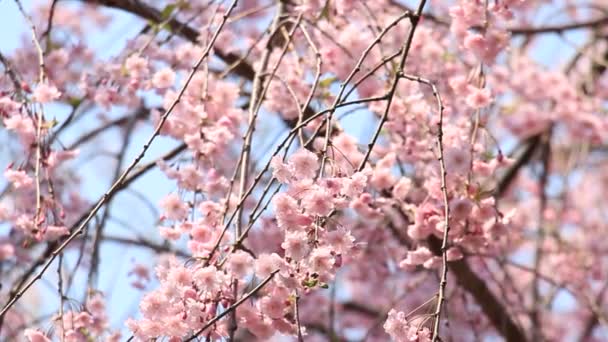 Flor Cereja Kakunodate Japão — Vídeo de Stock