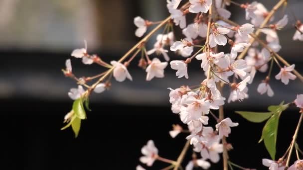 Kersenbloesem Kakunodate Japan — Stockvideo