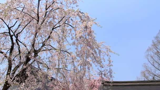 Ανθισμένες Κερασιές Kakunodate Ιαπωνία — Αρχείο Βίντεο