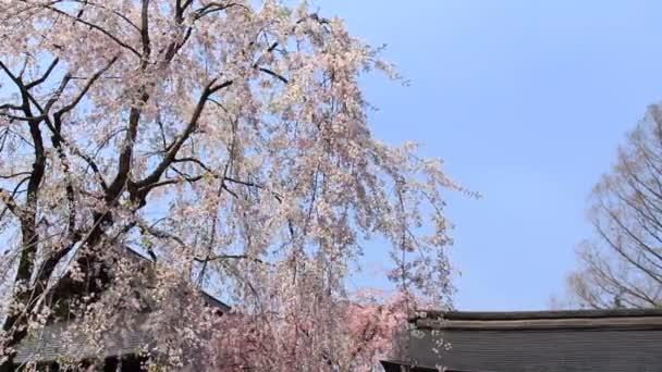 Körsbärsblommorna Kakunodate Japan — Stockvideo