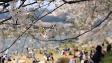 Kiraz çiçeği ağaçlar piknik