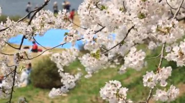 Kiraz çiçeği ağaçlar piknik