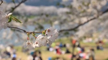 Kiraz çiçeği ağaçlar piknik