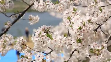 Kiraz çiçeği ağaçlar piknik