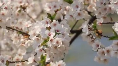 kiraz çiçeği Kakunodate Japonya