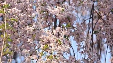 kiraz çiçekleri Kakunodate Japonya