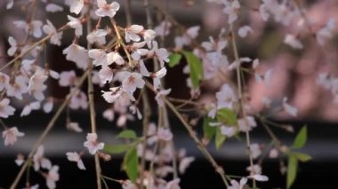 kiraz çiçekleri Kakunodate Japonya