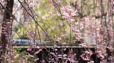 kiraz çiçekleri Kakunodate Japonya