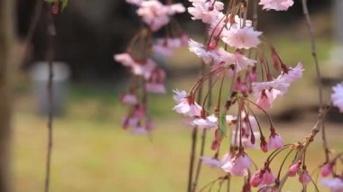 kiraz çiçekleri Kakunodate Japonya