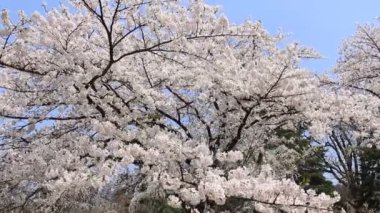 kiraz çiçeği Kakunodate Japonya