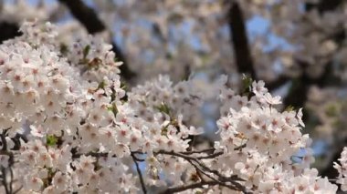 kiraz çiçeği Kakunodate Japonya