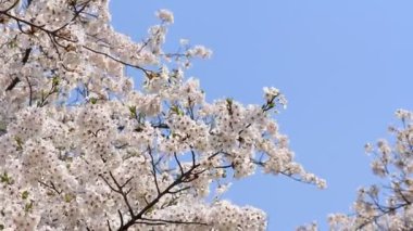 kiraz çiçeği Kakunodate Japonya