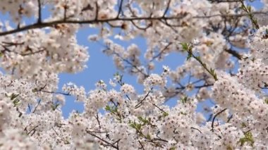 kiraz çiçeği Kakunodate Japonya