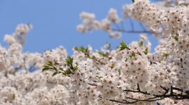 kiraz çiçeği Kakunodate Japonya