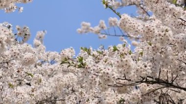 kiraz çiçeği Kakunodate Japonya