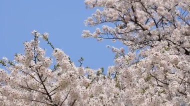 kiraz çiçeği Kakunodate Japonya