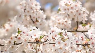 kiraz çiçeği Kakunodate Japonya