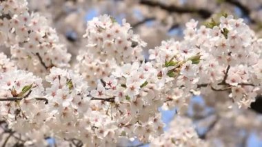 kiraz çiçeği Kakunodate Japonya