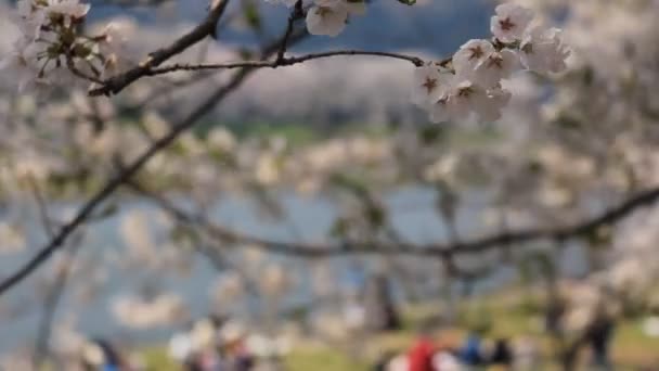 桜並木でのピクニック — ストック動画