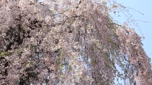 Flor Cerezo Kakunodate Japón — Vídeos de Stock