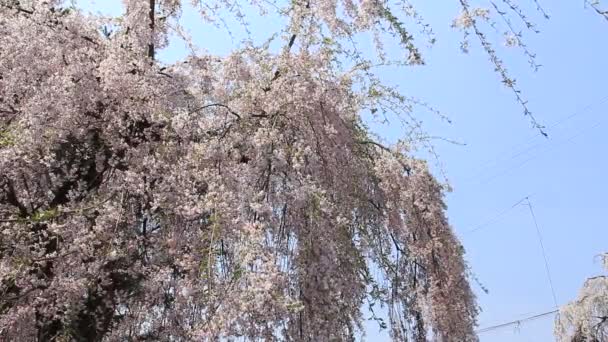 Flor Cerezo Kakunodate Japón — Vídeo de stock