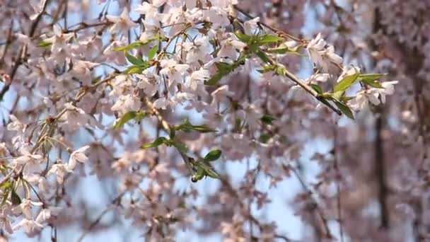 Flor Cerezo Kakunodate Japón — Vídeos de Stock