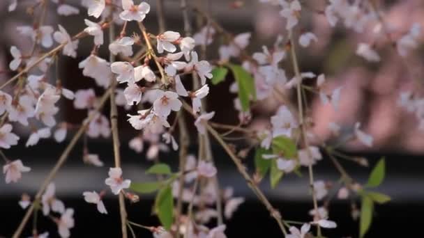 Körsbärsblommorna Kakunodate Japan — Stockvideo