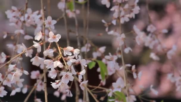 Fiori Ciliegio Kakunodate Giappone — Video Stock