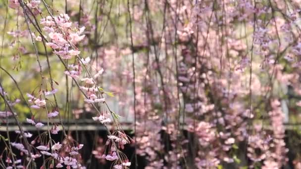 Вишневі Цвітіння Kakunodate Японії — стокове відео