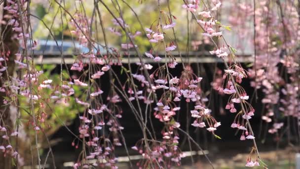 Flores Cerezo Kakunodate Japón — Vídeo de stock