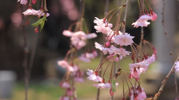Cseresznyevirágzás Japánban Kakunodate — Stock videók